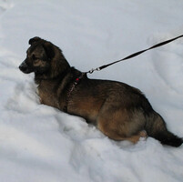 Собаки и кошки в добрые руки