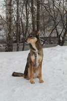 Собаки и кошки в добрые руки