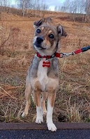 Собаки и кошки в добрые руки