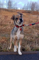 Собаки и кошки в добрые руки