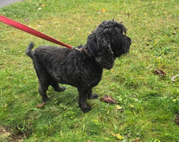 Собаки и кошки в добрые руки