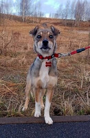 Собаки и кошки в добрые руки