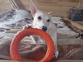 Собаки и кошки в добрые руки