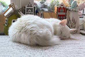 Собаки и кошки в добрые руки