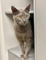 Собаки и кошки в добрые руки