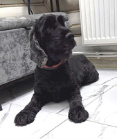 Собаки и кошки в добрые руки