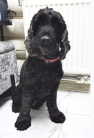 Собаки и кошки в добрые руки