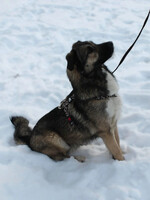 Собаки и кошки в добрые руки