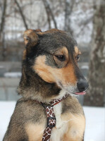 Собаки и кошки в добрые руки