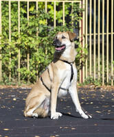 Собаки и кошки в добрые руки