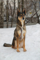 Собаки и кошки в добрые руки