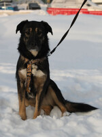 Собаки и кошки в добрые руки