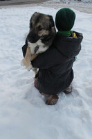 Собаки и кошки в добрые руки