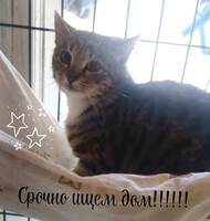 Собаки и кошки в добрые руки