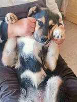 Собаки и кошки в добрые руки