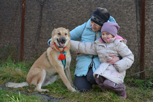 Собаки и кошки в добрые руки