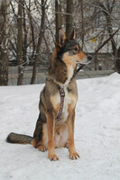 Собаки и кошки в добрые руки