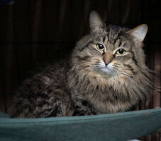 Собаки и кошки в добрые руки