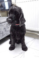 Собаки и кошки в добрые руки