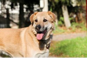 Собаки и кошки в добрые руки