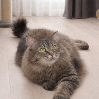 Собаки и кошки в добрые руки