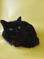 Собаки и кошки в добрые руки