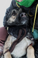 Собаки и кошки в добрые руки