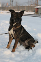 Собаки и кошки в добрые руки