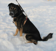 Собаки и кошки в добрые руки