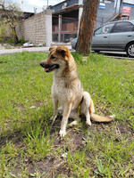 Собаки и кошки в добрые руки