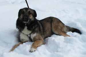 Собаки и кошки в добрые руки