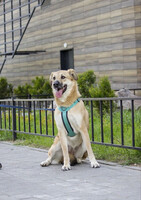 Собаки и кошки в добрые руки
