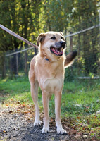 Собаки и кошки в добрые руки