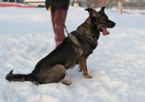 Собаки и кошки в добрые руки