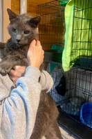 Собаки и кошки в добрые руки