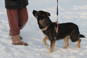 Собаки и кошки в добрые руки