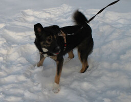 Собаки и кошки в добрые руки