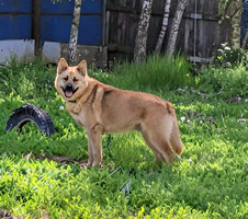 Собаки и кошки в добрые руки