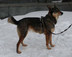 Собаки и кошки в добрые руки