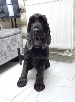 Собаки и кошки в добрые руки