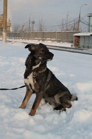 Собаки и кошки в добрые руки