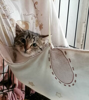 Собаки и кошки в добрые руки