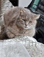 Собаки и кошки в добрые руки