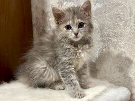 Собаки и кошки в добрые руки