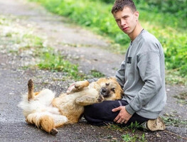 Собаки и кошки в добрые руки
