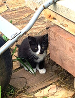 Собаки и кошки в добрые руки