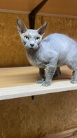 Собаки и кошки в добрые руки