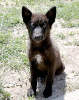 Собаки и кошки в добрые руки