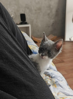 Собаки и кошки в добрые руки