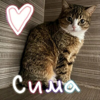 Собаки и кошки в добрые руки